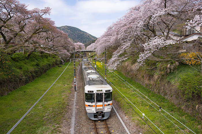 Cherry blossoms on the JR Gotemba Line Yamakita-cho, Kanagawa Prefecture