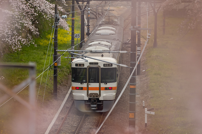Cherry blossoms on the Gotemba Line Yamakita-cho, Kanagawa Prefecture