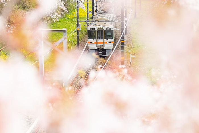 Cherry blossoms on the Gotemba Line Yamakita-cho, Kanagawa Prefecture