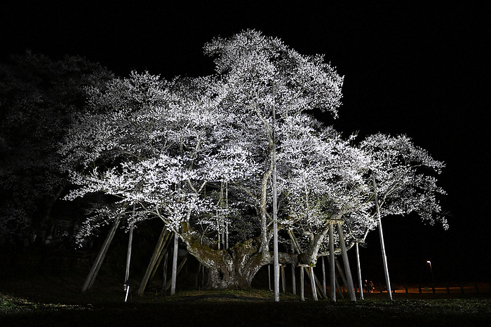The  Neodani Awabokuzakura  in full bloom, illuminated by lights. The variety is Higan cherry  Japanese name: Edohigan . It was designated a national natural monument in October 1922. Designated on 12th. The tree is 17.3 meters tall, with a trunk circumference of 17.3 meters and branches stretching 22.5 meters from east to west. It is 24.2 meters from north to south and 24.4 meters from south to north. The lighting of the tree, which had been suspended due to the spread of the new coronavirus, was restored for the first time in three years. The  Neodani Awabokuzakura  in full bloom, illuminated by lights. The variety is Higan cherry  Japanese name: Edohigan . It was designated a national natural monument in October 1922. Designated on 12th. The tree is 17.3 meters tall, with a trunk circumference of 17.3 meters and branches stretching 22.5 meters from east to west. It is 24.2 meters from north to south and 24.4 meters from south to north. The lighting of the tree, which had been suspended due to the spread of the new coronavirus, has been restored for the first time in three years. April 7, 7:26 p.m., photo by Kouji Hyodo
