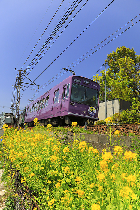 Rape blossoms along the Randen Kitano Line Kyoto Pref. Between Myoshinji Station and Omuro Ninnaji Station