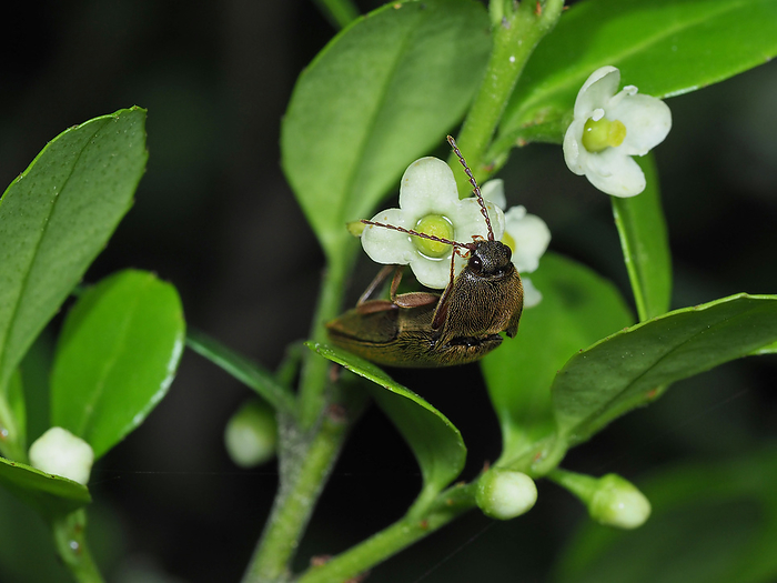 A type of rice borer visiting dogwood Lick the nectar.