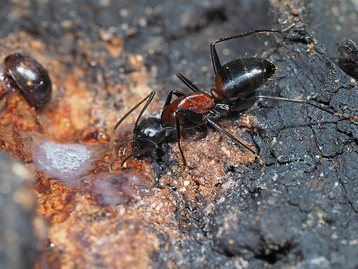 Ants lick sap from sap