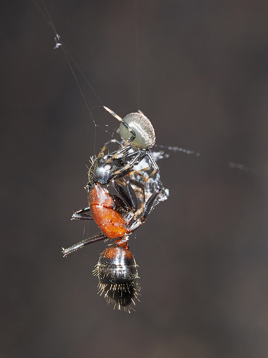 Boca simingumo, a predator that hangs and preys on the ants.