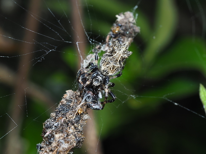 Captured a garbage spider, a rice bug.