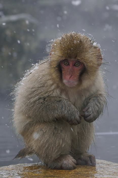 Japanese macaque in Jigokudani