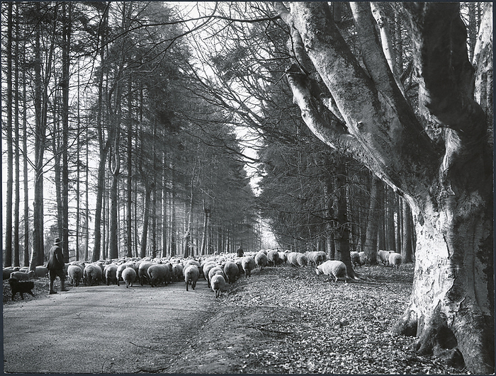 A flock of sheep being driven through Savernake Forest, Savernake, Wiltshire, 1925 1939. Creator: J Dixon Scott. A flock of sheep being driven through Savernake Forest, Savernake, Wiltshire, 1925 1939.