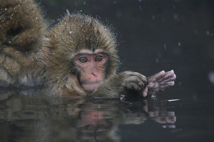 Japanese macaque in Jigokudani