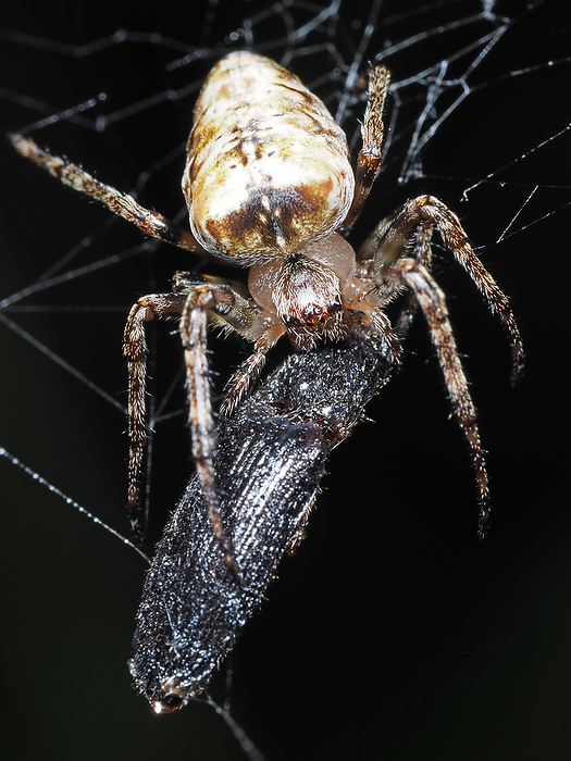 Sagaoniid spiders feeding on rice beetles
