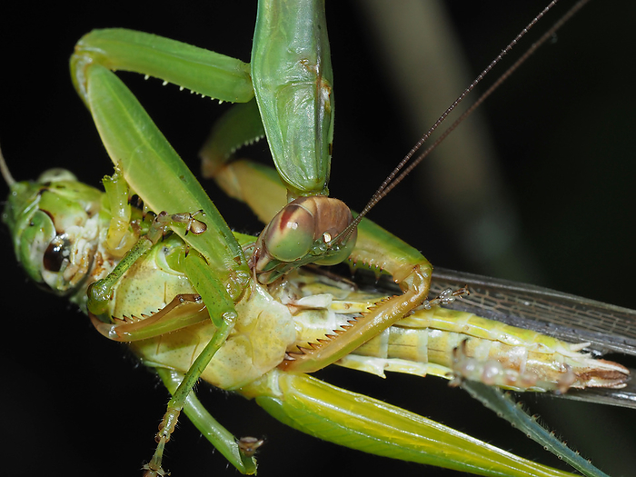Male praying mantis preying on a honey locust