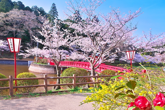 Mobara Park, Cherry blossoms, Chiba