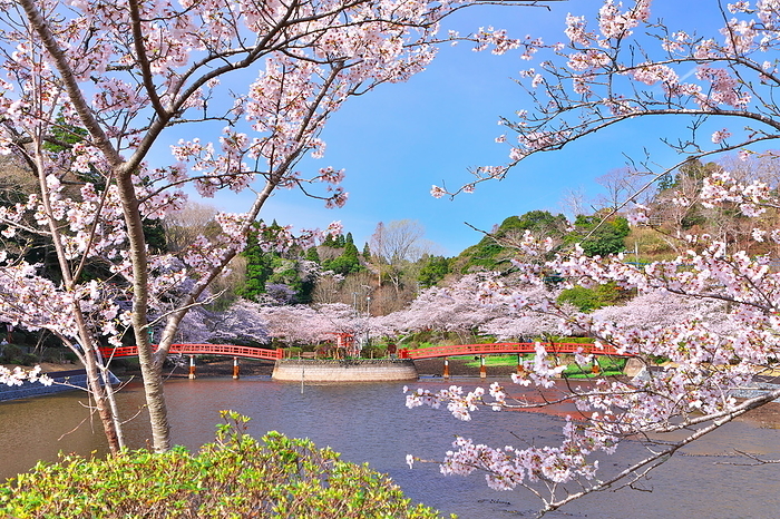 Mobara Park, Cherry blossoms, Chiba
