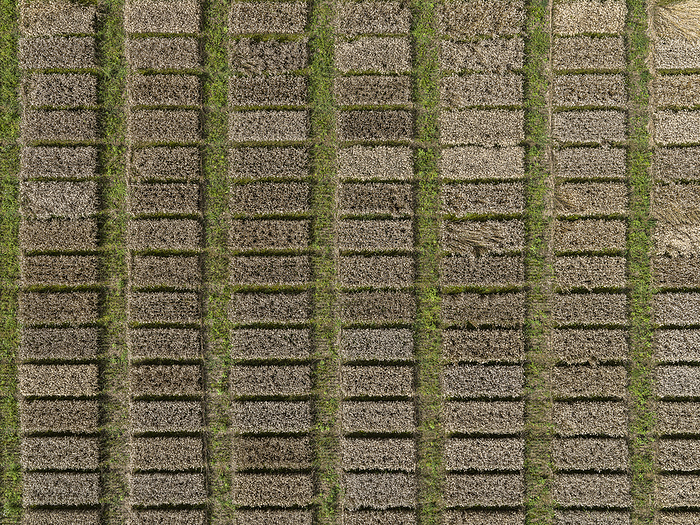 Aerial drone POV brown rectangular patches forming pattern in agricultural field