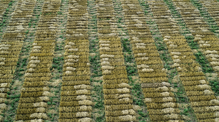 Aerial drone POV rectangular crop patches forming pattern in agricultural field
