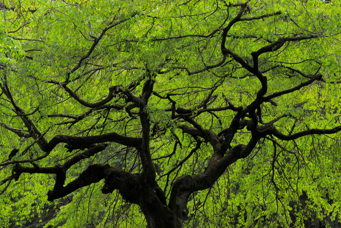 Silhouette of young leaves and trunk of weeping cherry tree
