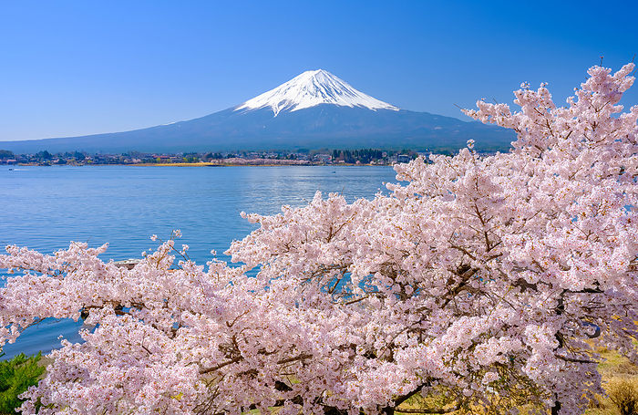 Yamanashi Kawaguchiko Cherry Blossoms and Mt.