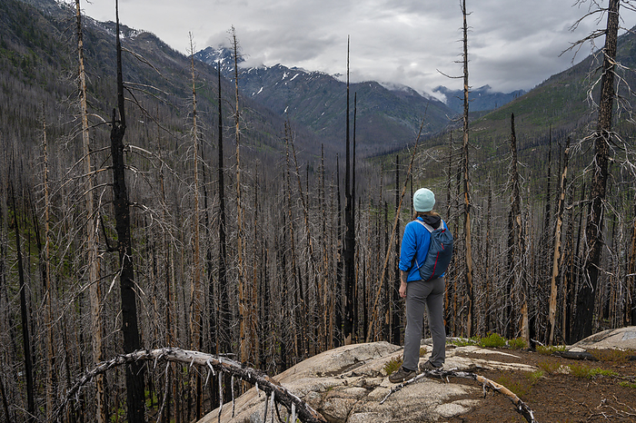 Female hiking through a burned forest in the Entiat river valley