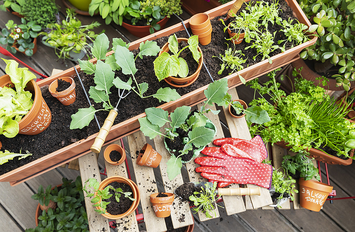 Planting of various herbs and vegetables on balcony garden, Photo by Gaby Wojciech