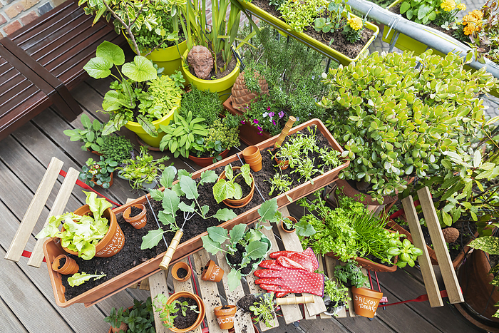 Planting of various herbs and vegetables on balcony garden, Photo by Gaby Wojciech