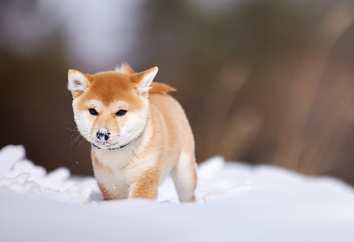 Mame-shiba walking in a snow field with snow on its nose