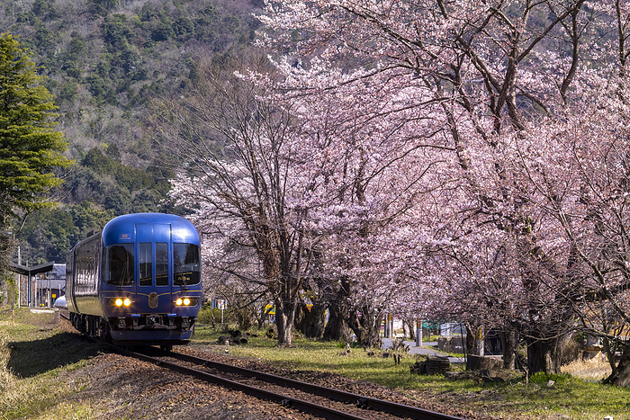 Kyoto Tango Railway Miyatoyo Line and Cherry Blossoms Miyazu City Kyoto Prefecture