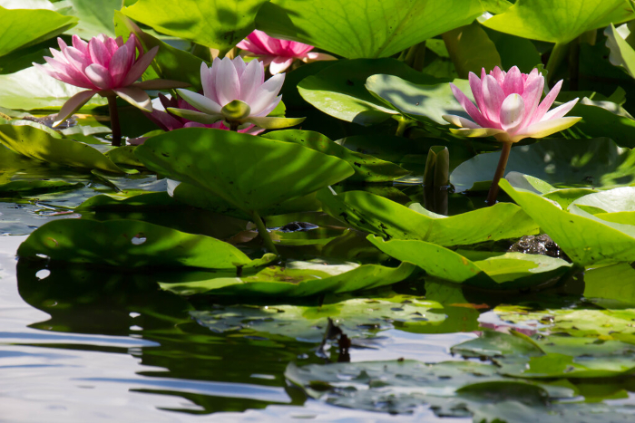 Water lilies in Minuma Nature Park in summer