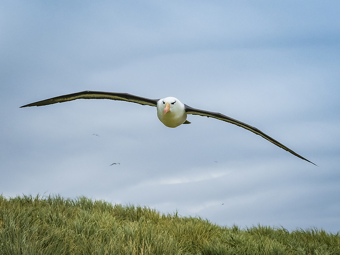 Incoming, Black-browed Albatross (Thalassarche melanophris) on Steeple Jason Island, Falkland Islands