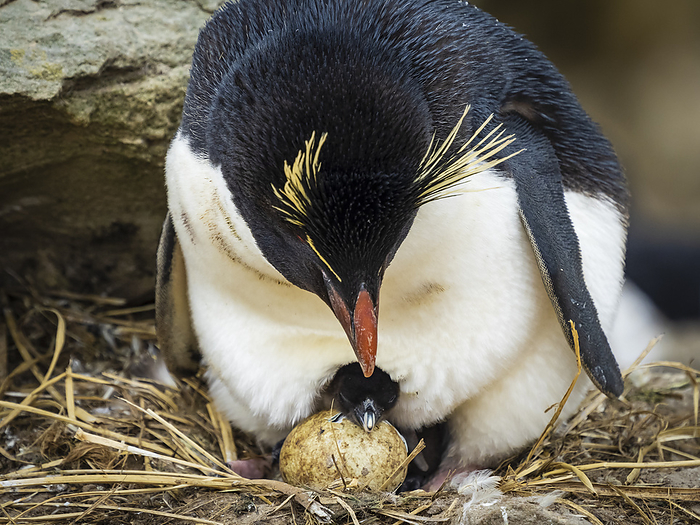 Rockhopper Penguins (Eudyptes chrysocome) with new born chic emerging from egg on New Island, Falkland Islands