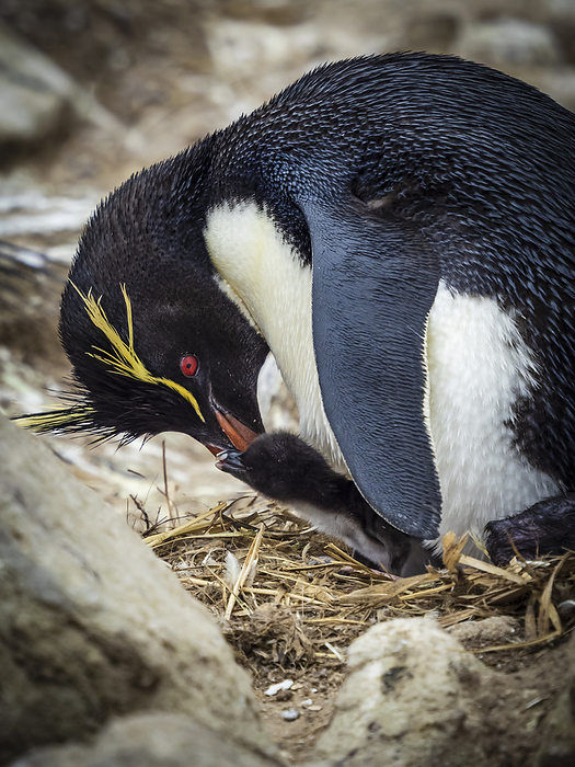 Rockhopper Penguins (Eudyptes chrysocome) with new born chic on New Island, Falkland Islands
