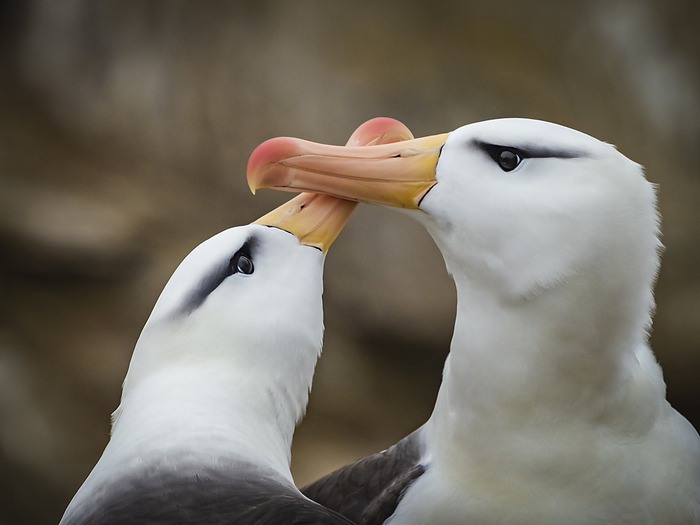 Black-browed Albatross (Thalassarche melanophris) courting on New Island, Falkland Islands