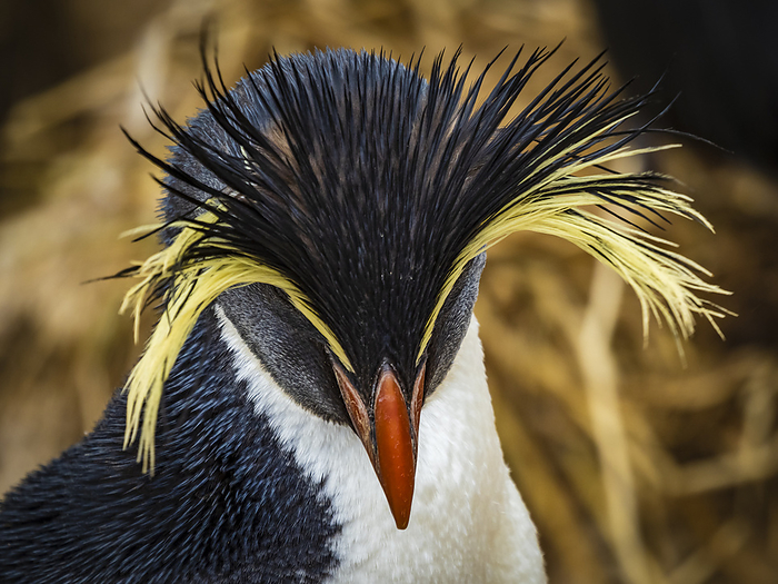 Rare sighting, Northern Rockhopper Penguin, Moseley's Rockhopper penguin, or Moseley's Penguin (Eudyptes moseleyi) on New Island, Falkland Islands