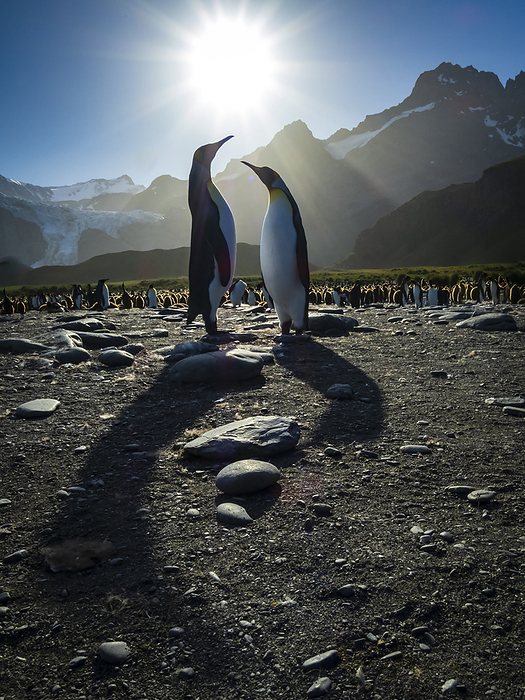 King Penguins (Aptenodytes patagonicus) cast long shadows at Gold Harbor, South Georgia