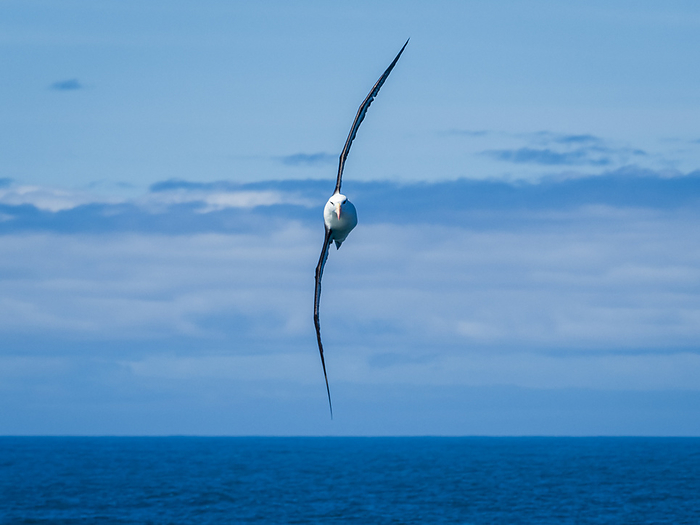 Black-browed Albatross (Thalassarche melanophris) glides effortlessly in the Drake Passage, South Georgia