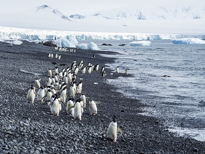 March of the Penguins, Adelie penguins (Pygoscelis adeliae) at Brown Bluff, Antarctic Peninsula