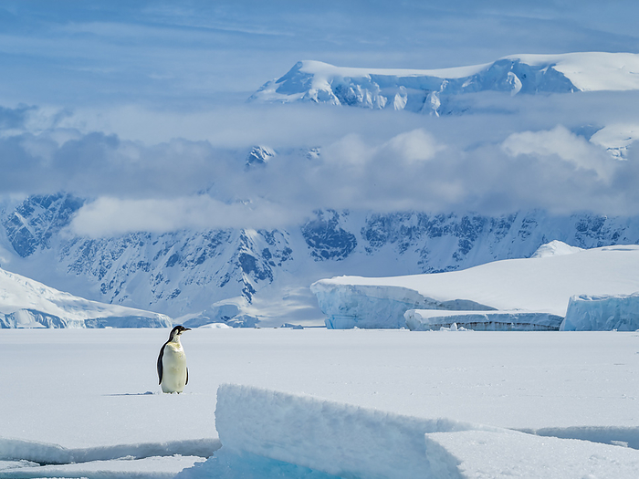 Emperor Penguin (Aptenodytes forsteri) on ice in Gerlache Strait, Antarctica