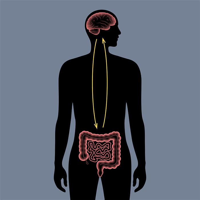 Connection between gut and brain, illustration Connection between gut and brain, illustration., by PIKOVIT   SCIENCE PHOTO LIBRARY