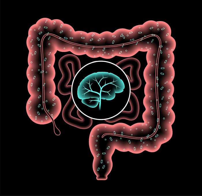 Connection between gut and brain, illustration Connection between gut and brain, illustration., by PIKOVIT   SCIENCE PHOTO LIBRARY