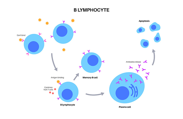B cell activation, illustration B cell activation, illustration., by PIKOVIT   SCIENCE PHOTO LIBRARY
