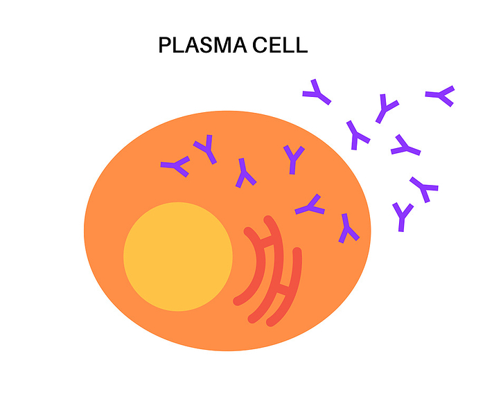 Plasma cell, illustration Plasma cell, illustration., by PIKOVIT   SCIENCE PHOTO LIBRARY