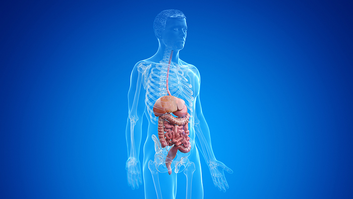 Human digestive system, illustration Human digestive system, illustration., by SEBASTIAN KAULITZKI SCIENCE PHOTO LIBRARY