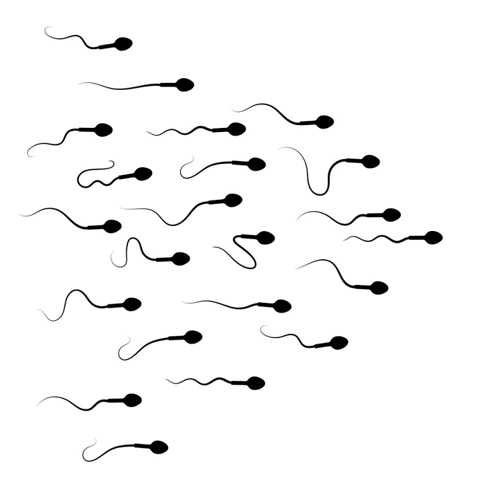 Human sperm cells, illustration Human sperm cells, illustration., by PIKOVIT   SCIENCE PHOTO LIBRARY