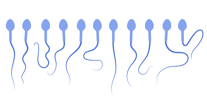 Human sperm cells, illustration Human sperm cells, illustration., by PIKOVIT   SCIENCE PHOTO LIBRARY