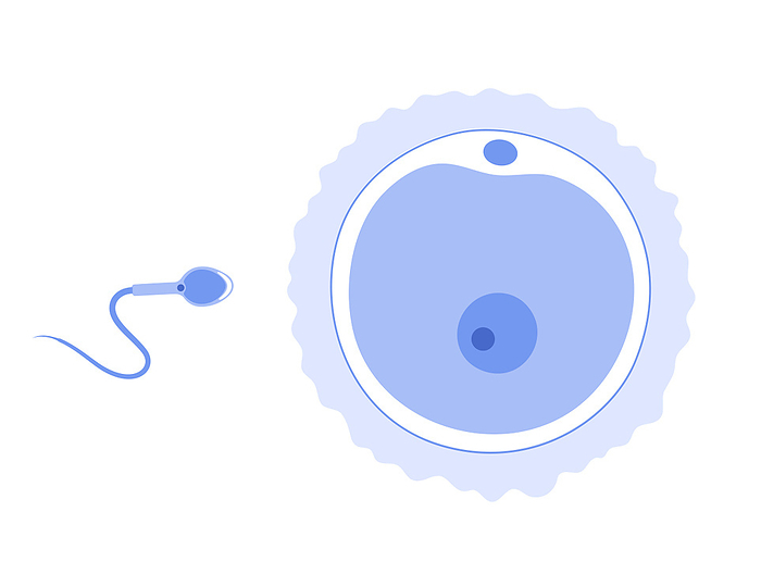 Fertilisation, illustration Fertilisation, illustration., by PIKOVIT   SCIENCE PHOTO LIBRARY