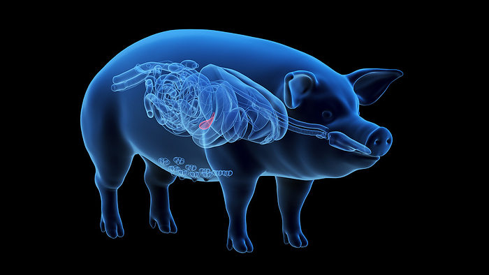 Pig gallbladder, illustration Pig gallbladder, illustration., by SEBASTIAN KAULITZKI SCIENCE PHOTO LIBRARY