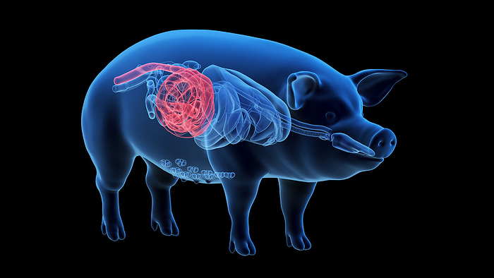 Pig colon, illustration Pig colon, illustration., by SEBASTIAN KAULITZKI SCIENCE PHOTO LIBRARY