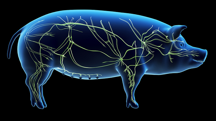 Pig lymphatic system, illustration Pig lymphatic system, illustration., by SEBASTIAN KAULITZKI SCIENCE PHOTO LIBRARY