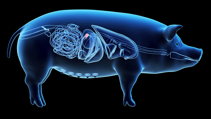 Pig pancreas, illustration Pig pancreas, illustration., by SEBASTIAN KAULITZKI SCIENCE PHOTO LIBRARY