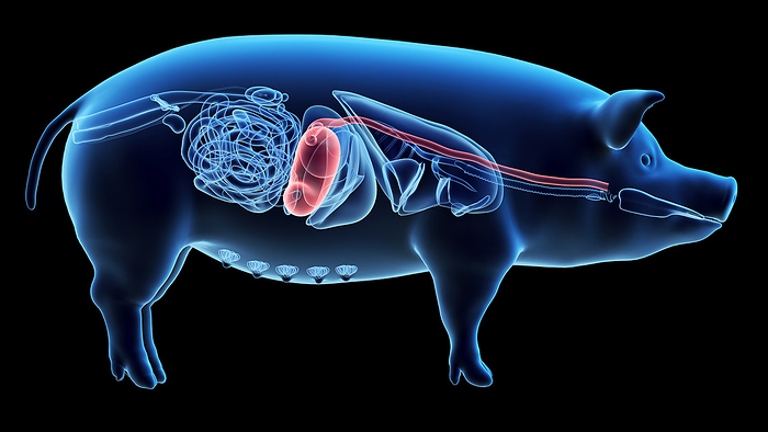 Pig stomach, illustration Pig stomach, illustration., by SEBASTIAN KAULITZKI SCIENCE PHOTO LIBRARY