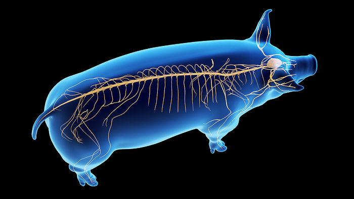 Pig nervous system, illustration Pig nervous system, illustration., by SEBASTIAN KAULITZKI SCIENCE PHOTO LIBRARY