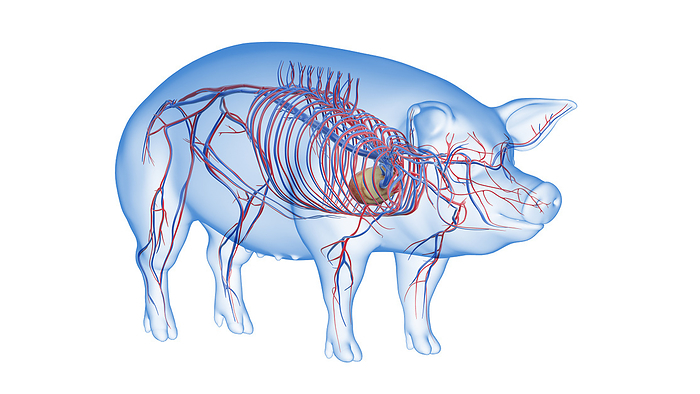 Pig vascular system, illustration Pig vascular system, illustration., by SEBASTIAN KAULITZKI SCIENCE PHOTO LIBRARY